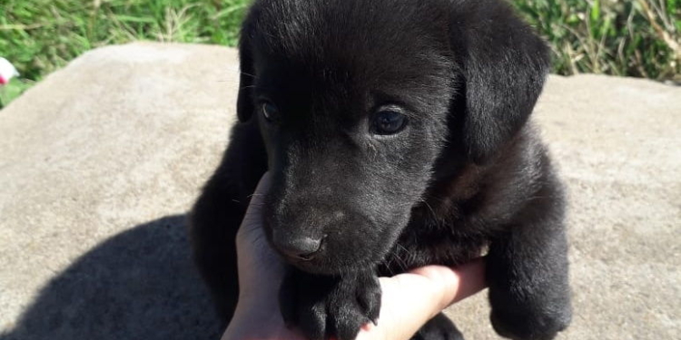 Siete veces gracias: todos los perritos abandonados en Maciel fueron adoptados