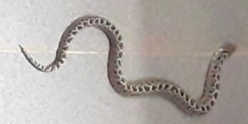 Una abuela de Barrancas fue sorprendida por una víbora en su habitación