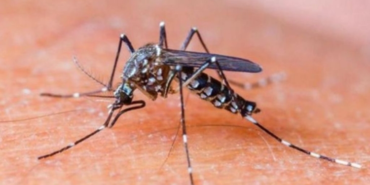 Confirman 15 casos de dengue en la provincia, uno de ellos en San Lorenzo