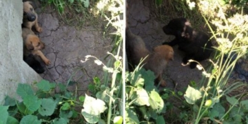 Buscan hogar para cachorros abandonados en una alcantarilla entre Maciel y Oliveros