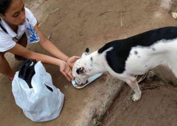 Brindarán una charla para rescatistas de animales en Totoras