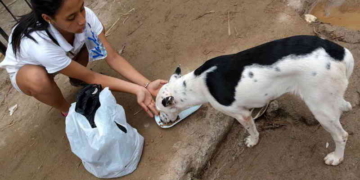 Brindarán una charla para rescatistas de animales en Totoras