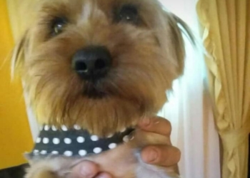Atroz: mataron un perrito en Gaboto de dos balazos