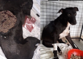 El perrito rescatado en Maciel se recupera y necesita una familia