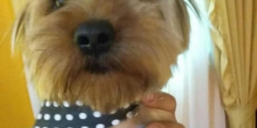 Atroz: mataron un perrito en Gaboto de dos balazos