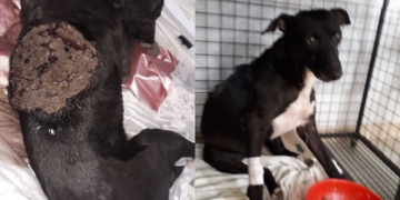 El perrito rescatado en Maciel se recupera y necesita una familia