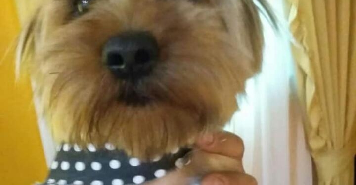 Atroz: mataron un perrito en Gaboto de dos balazos