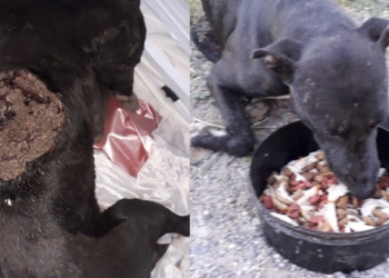 Maciel: un perro fue rescatado con una impactante herida