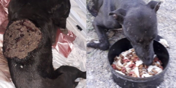Maciel: un perro fue rescatado con una impactante herida