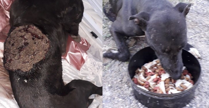 Maciel: un perro fue rescatado con una impactante herida