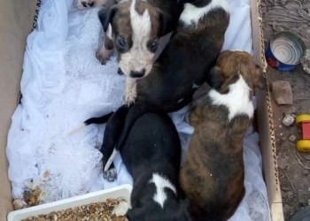San Genaro: solicitan adopción urgente para cachorros abandonados en el basural