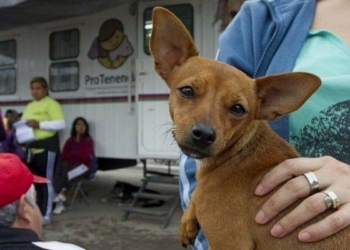 Serodino prepara su jornada de castración