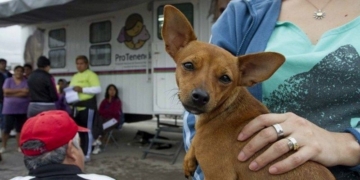 Serodino prepara su jornada de castración