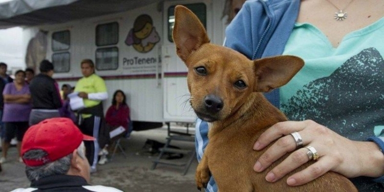 Serodino prepara su jornada de castración