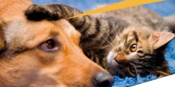 Capacitación sobre el Programa de Equilibrio Poblacional de perros y gatos en Totoras