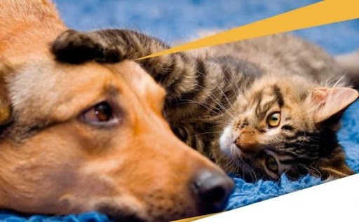 Capacitación sobre el Programa de Equilibrio Poblacional de perros y gatos en Totoras