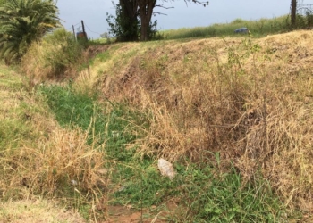 Fumigación y campaña de concientización en Maciel por el dengue