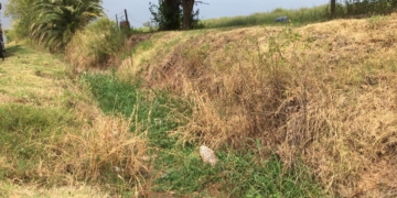 Fumigación y campaña de concientización en Maciel por el dengue