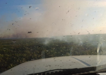 Por una chispa: ardieron 40 hectáreas de campo entre Díaz y Monje