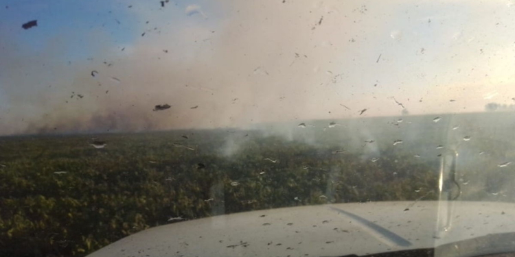 Por una chispa: ardieron 40 hectáreas de campo entre Díaz y Monje