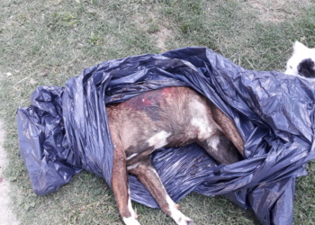 Aberrante: apuñalaron y mataron a un perro en Totoras