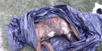Aberrante: apuñalaron y mataron a un perro en Totoras