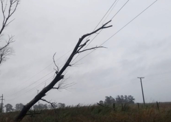 Una rama cayó sobre cables y dejó sin luz a San Genaro y Centeno por tres horas