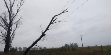 Una rama cayó sobre cables y dejó sin luz a San Genaro y Centeno por tres horas