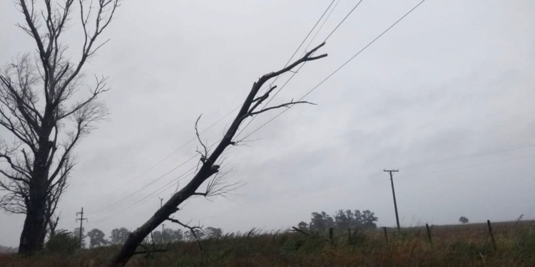 Una rama cayó sobre cables y dejó sin luz a San Genaro y Centeno por tres horas
