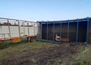Monje: Volcó un camión jaula y hay animales sueltos en autopista
