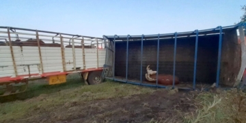 Monje: Volcó un camión jaula y hay animales sueltos en autopista