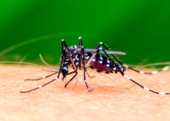 Confirmaron un caso de dengue en una localidad de la región