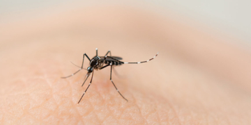 El Ministerio de Salud de Santa Fe confirmó 115 casos de dengue