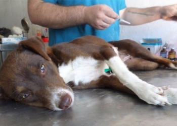 Retomarán las campañas de castraciones en Maciel
