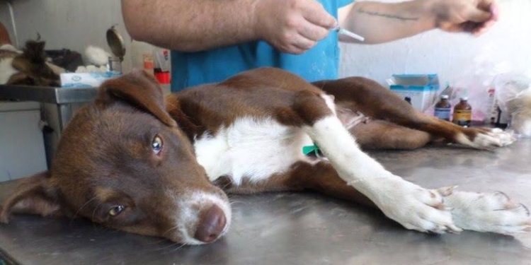 Retomarán las campañas de castraciones en Maciel