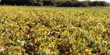 Detectaron plagas en soja de la región y temen una merma en su rendimiento