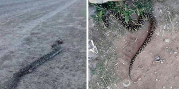 Víboras en Clarke: vecinos reclaman por falta de limpieza y quema de pastizales