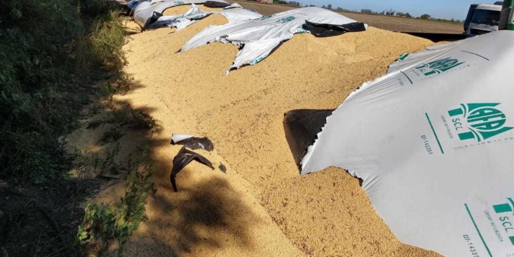 Rompieron silobolsas y robaron soja en un campo entre Totoras y Salto Grande