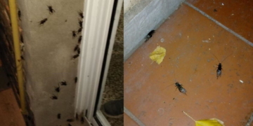 No duerme nadie: invasión de grillos en la región