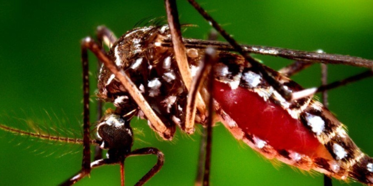 Los casos de dengue superan 10 veces los de coronavirus en Santa Fe