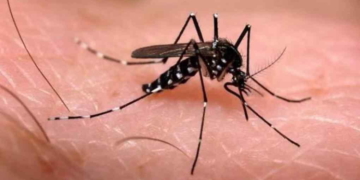 Santa Fe superó los mil casos de dengue y hay cerca de 50 en la región