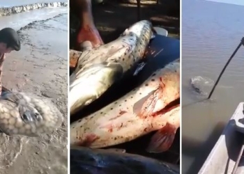 Fuertes videos: denuncian una matanza indiscriminada de peces en el Río Coronda