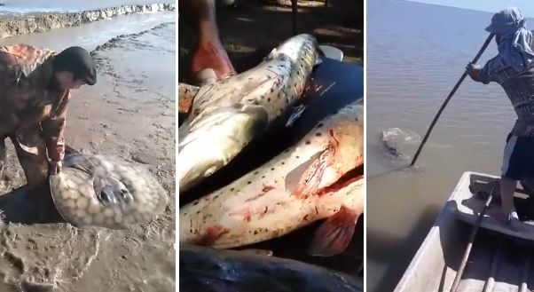 Fuertes videos: denuncian una matanza indiscriminada de peces en el Río Coronda