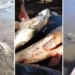 Fuertes videos: denuncian una matanza indiscriminada de peces en el Río Coronda