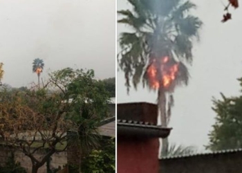 Una palmera se incendió al ser alcanzada por un rayo