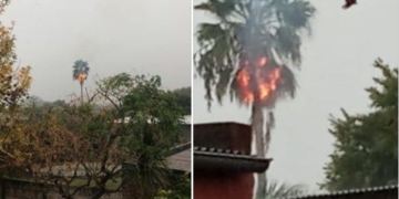 Una palmera se incendió al ser alcanzada por un rayo
