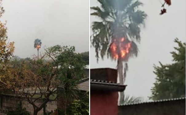 Una palmera se incendió al ser alcanzada por un rayo