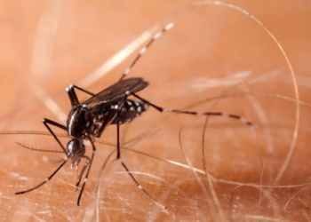 La macielense hospitalizada por dengue fue dada de alta: «Hay que tomar conciencia»