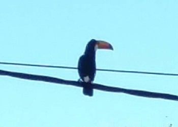 Un tucán sorprendió a Totoras y la ciudad se moviliza para salvarlo