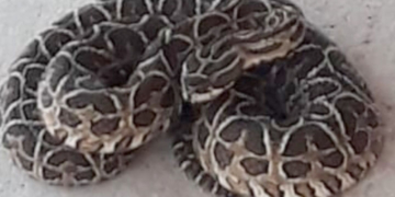 Yarará venenosa de gran tamaño sorprendió a una familia en Maciel